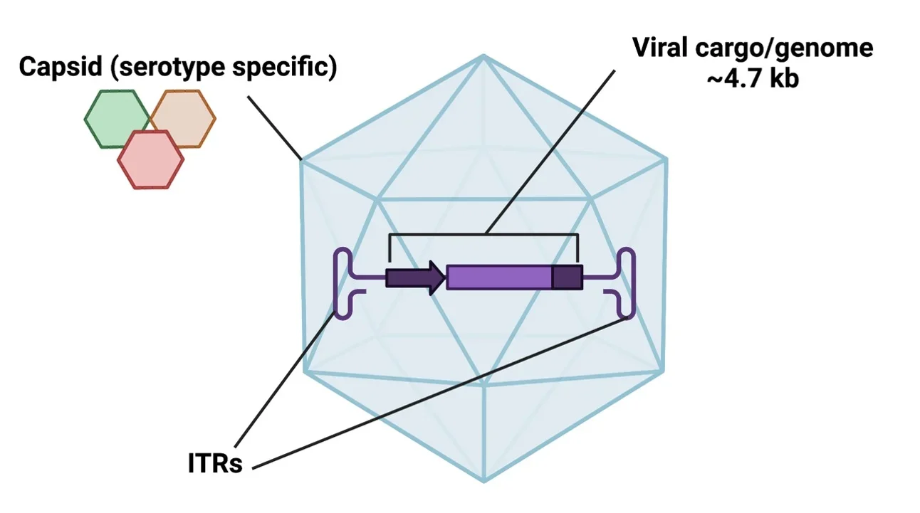 Diagram of an adenovirus. The shell is made of a bunch of viral proteins called capsids. The good stuff is inside.