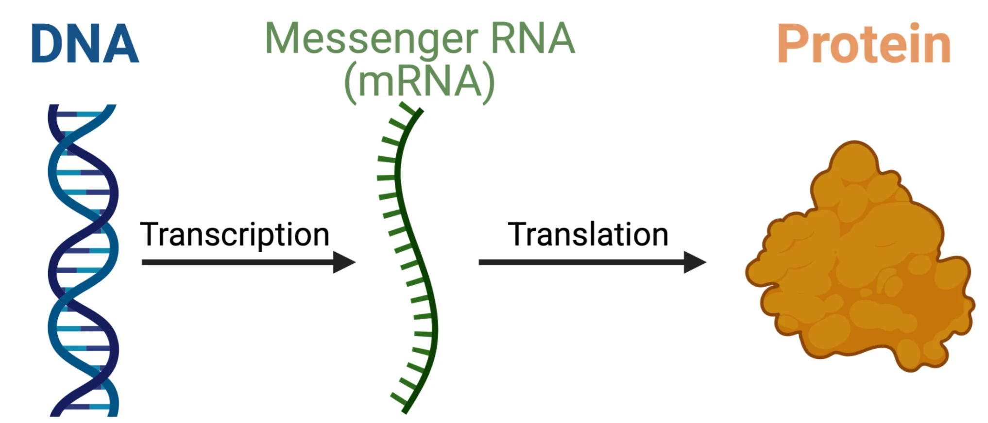 Francis Crick's "Central Dogma" of biology. Source