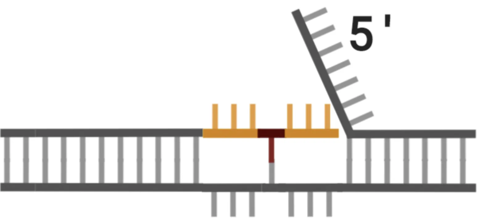 A simple illustration showing how the prime editor guide RNA differs from that of a base editor